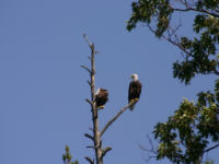 img_5101.jpg